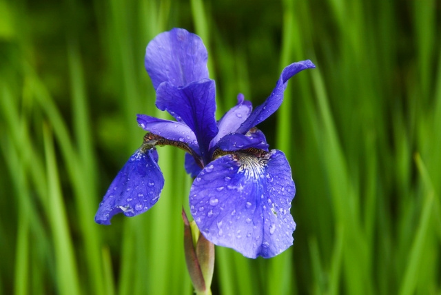 横浜市泉区に区の木・区の花が制定される理由！花々が見られる場...の画像