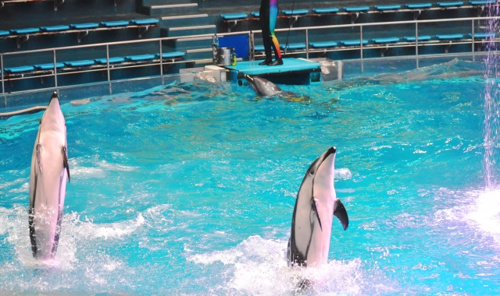 東京都品川区の マクセルアクアパーク品川 の魅力や見どころについて紹介 首都圏の賃貸 マンション情報はアムス エステート
