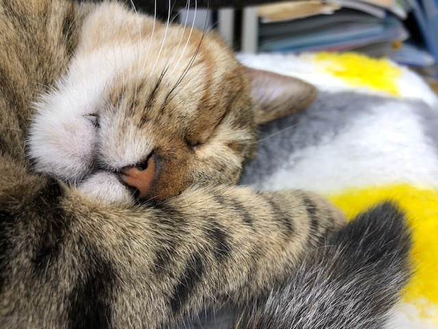 毛呂山町行政の野良猫に対する考え方の画像