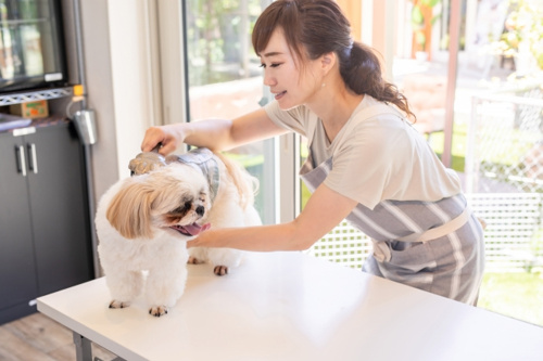 福生市で充実したペットライフを楽しもう おすすめのペットショップ2選 福生市の新築戸建てなど不動産売買なら株式会社住まいるほーむ