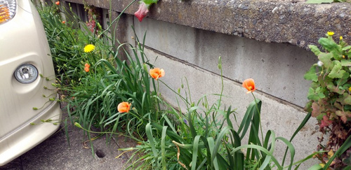 道端の花 ナガミヒナゲシ ホームメイト大船駅前店 ジェイワンの賃貸ブログ 大船の賃貸 株式会社ジェイワン ホームメイトfc大船駅前店