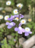 「草とり」の画像