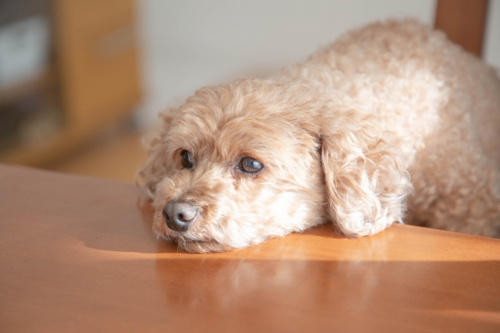 賃貸物件で犬を飼う場合は夏場の暑さに注意!犬が快適に過ごすための暑さ対策