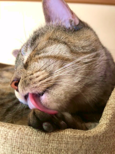 ＧW休業のお知らせの画像
