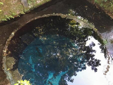 柿田川公園♪湧水♪清水町♪の画像