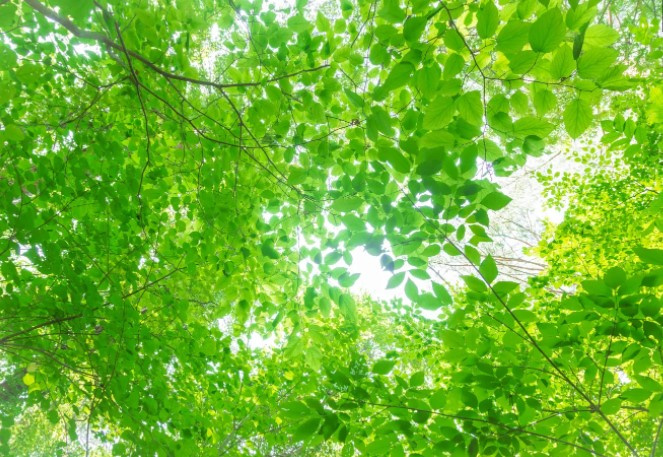 初夏ですね～の画像