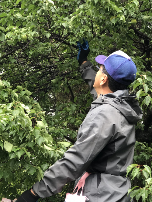 梅雨の合間にの画像