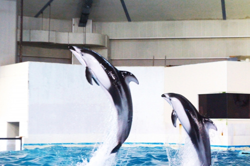 相模湾を眺めながら1日遊べる 神奈川県の新江ノ島水族館の魅力をご紹介 首都圏の賃貸 マンション情報はアムス エステート