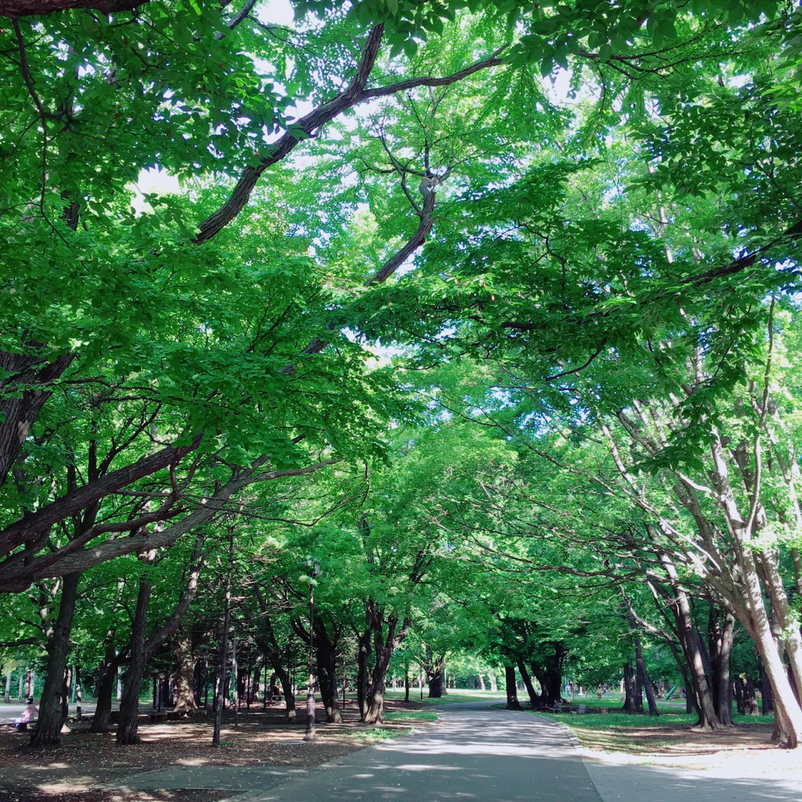 円山エリア紹介の画像