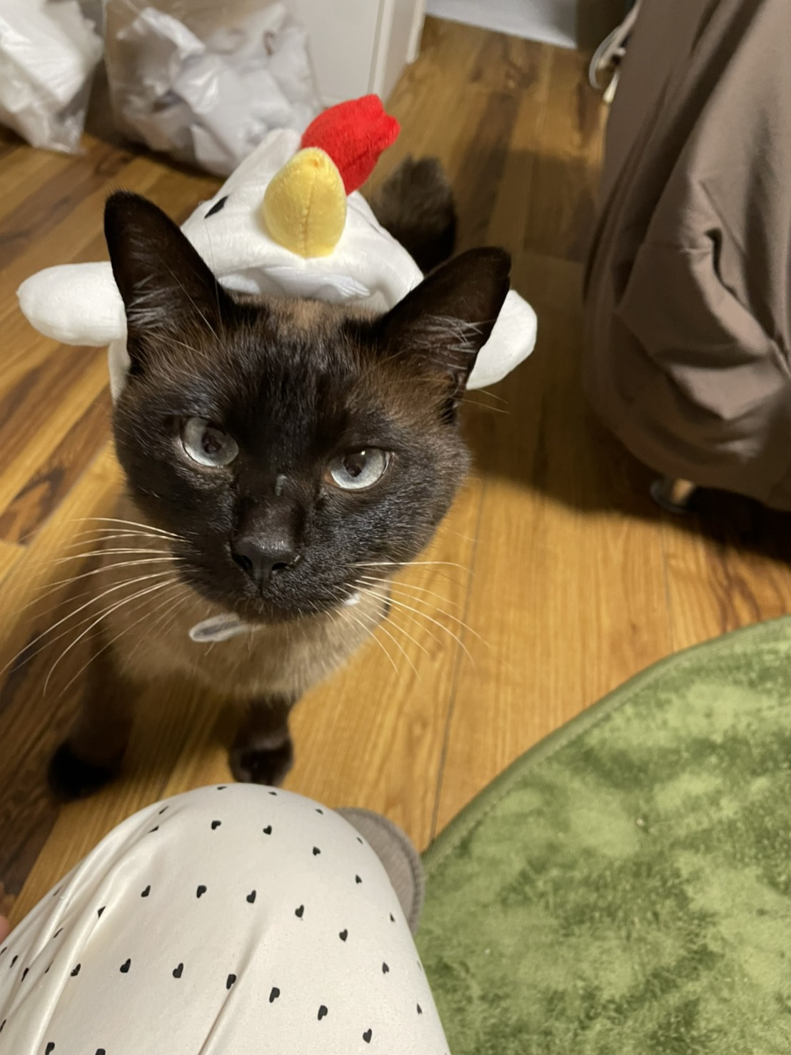 猫の画像