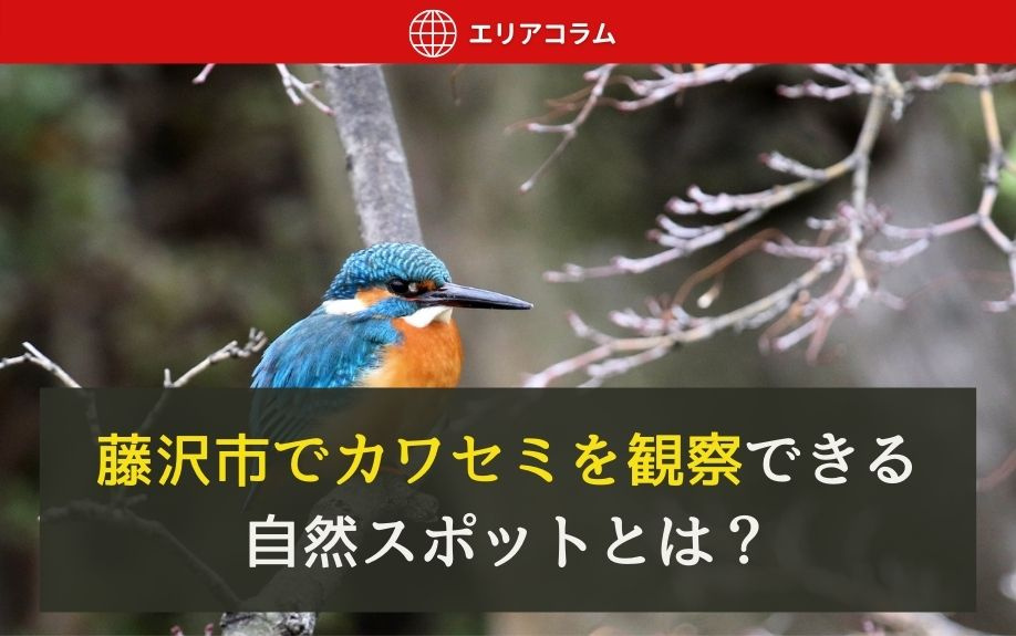 藤沢市でカワセミを観察できる自然スポットとは？の画像