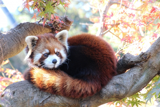 市川市動植物園は子どもと一緒に楽しめるスポット！概要や園内の...の画像