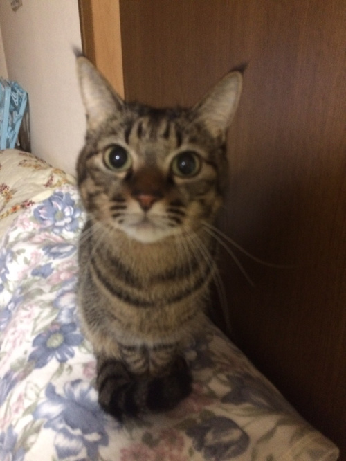 なんでペットを飼えない物件が多いいのですが？の画像