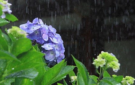 今年の梅雨は来てるのでしょうか？の画像