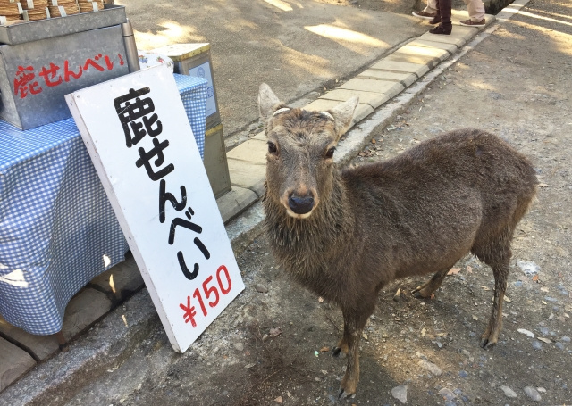 奈良観光やお土産にオススメ！奈良の名物グルメ10選の画像