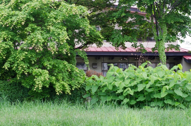 隣地から雑草や草木が侵入してきた場合、勝手に伐採してもよい？...の画像