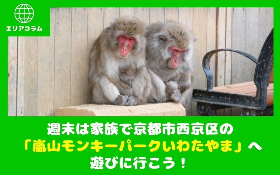 週末は家族で京都市西京区の「嵐山モンキーパークいわたやま」へ...の画像