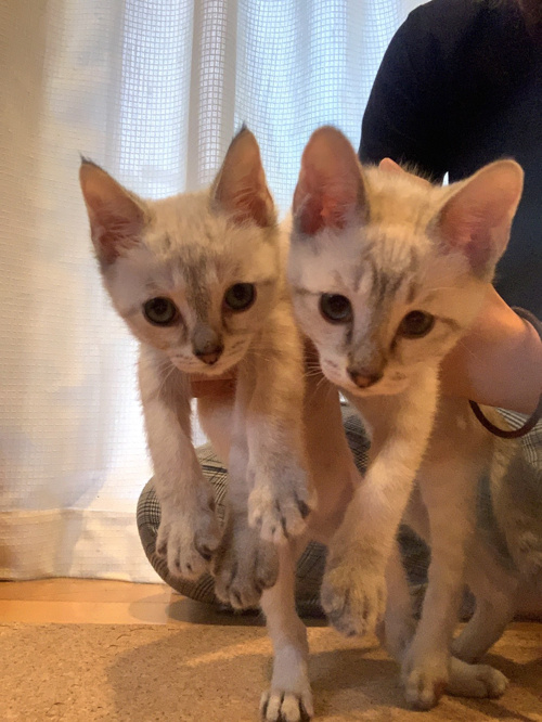 犬派からの転身 保護猫兄弟うちにやってきました 岐阜のアパート 戸建て 賃貸は 美濃善不動産