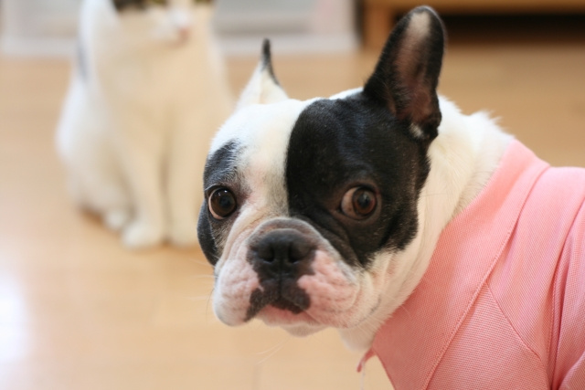 マンションでペットを飼う時に知っておきたいことについて≪犬・...の画像