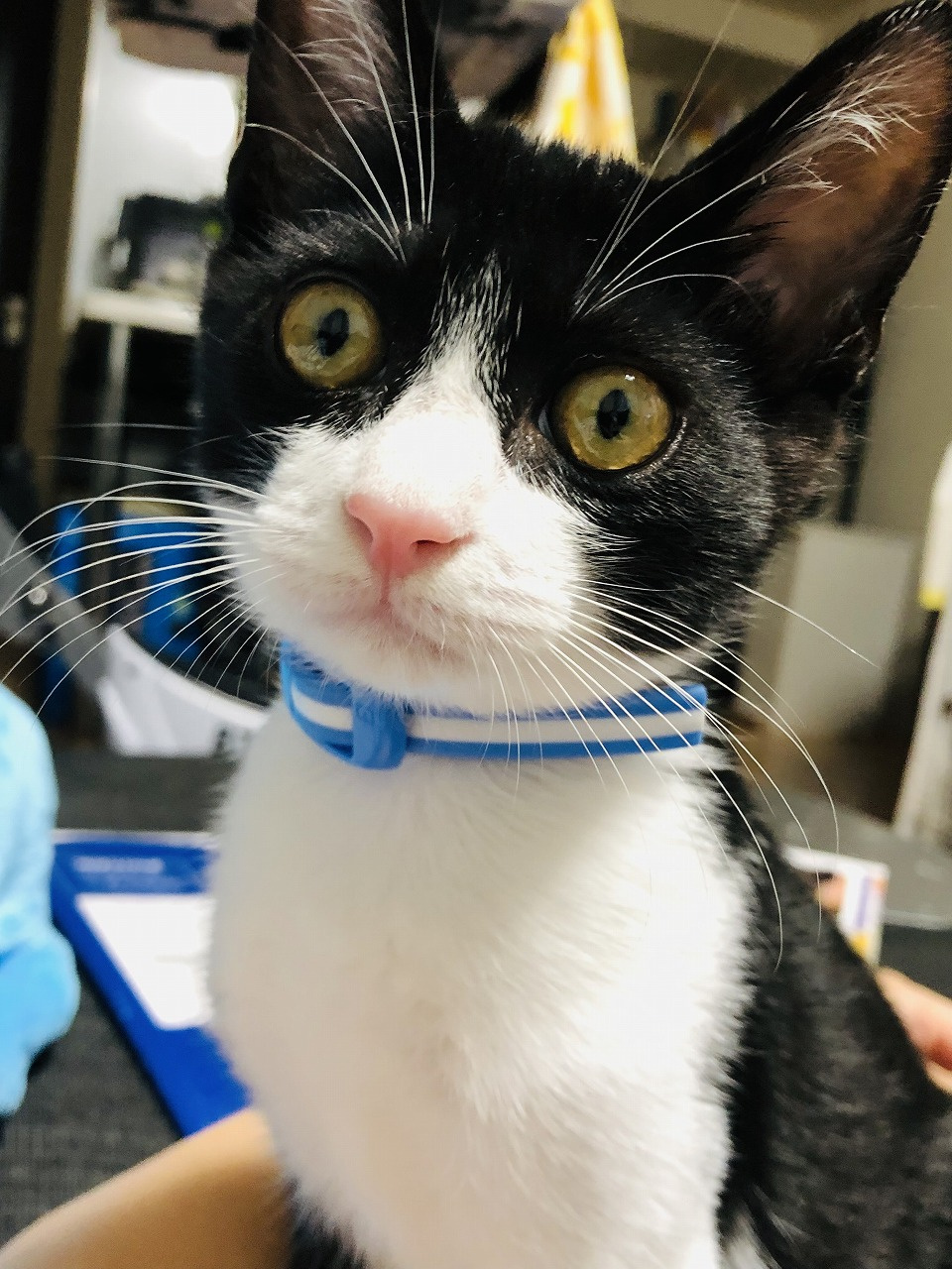 保護猫引き取りましたの画像