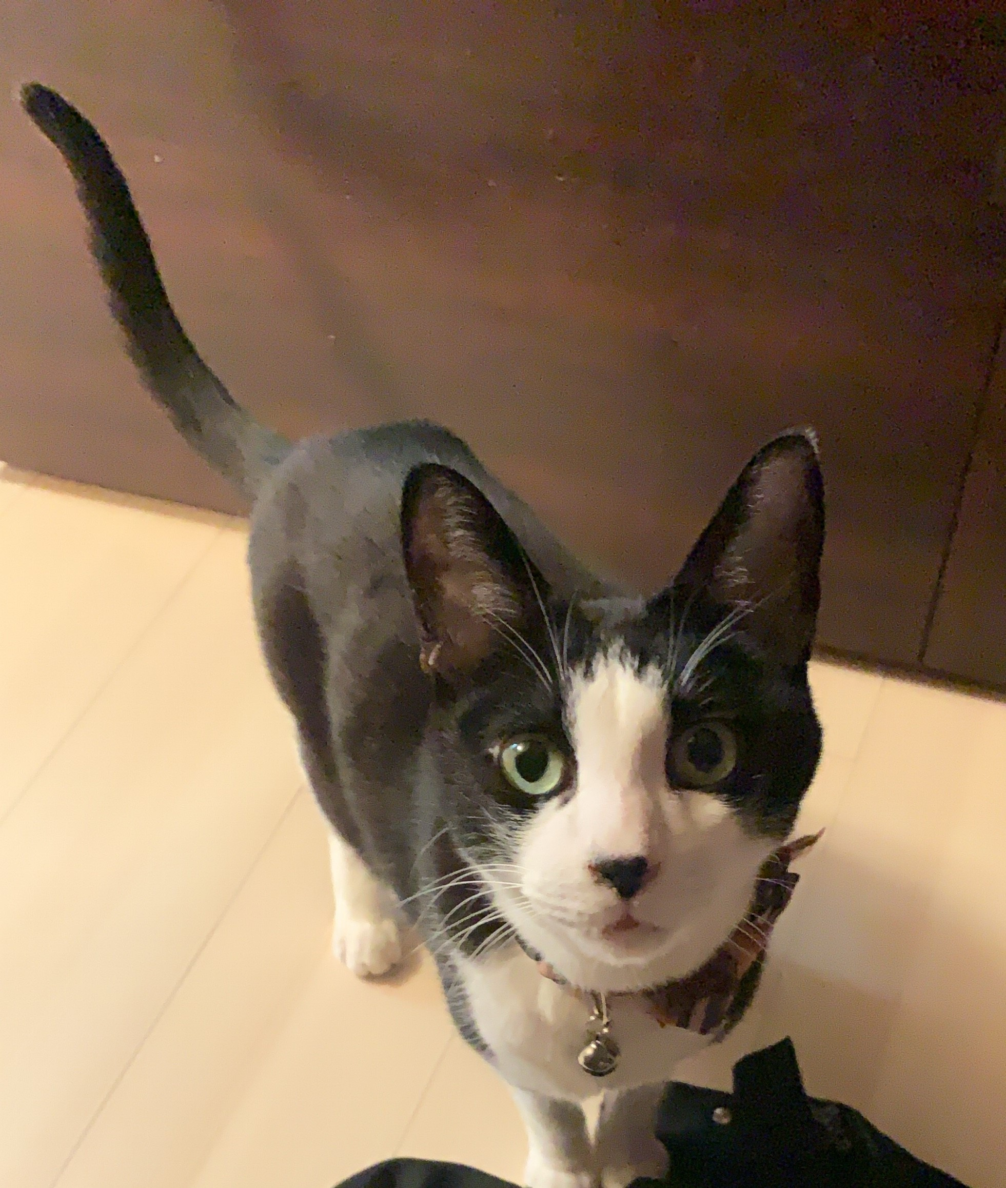 快適に猫と暮らすには？これだけは知ってほしい2つのことの画像