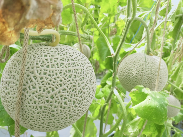 南国市にある西島園芸団地とは？子どもと楽しめる花と植物の楽園...の画像