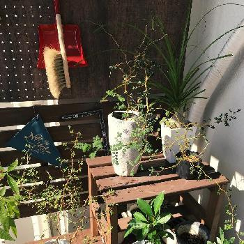 身近なアイテムで叶える ベランダの目隠しアイデア 後編 池田市 石橋の賃貸 不動産なら株式会社アドバンス