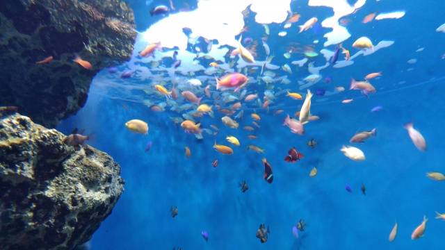 仙台市の「仙台うみの杜水族館」の魅力的な特徴！展示や利用情報...の画像