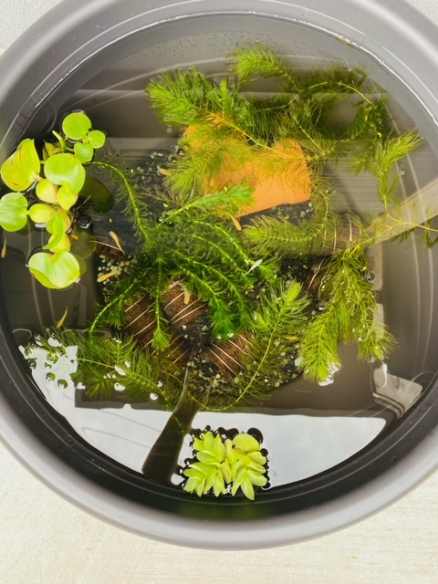 メダカたち♪の画像
