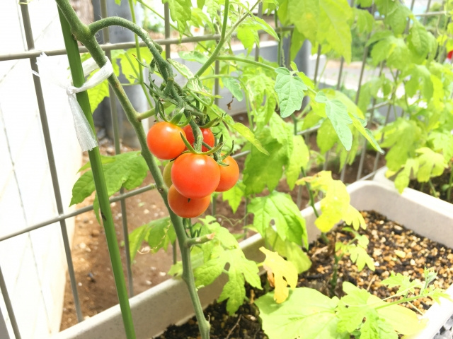 マイホームの庭で家庭菜園を楽しむコツについて 世田谷区の中古マンション 世田谷リアルエステート