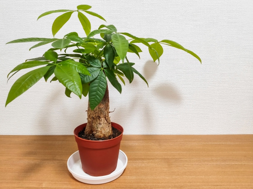 暮らしが豊かになる観葉植物の画像