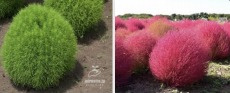 「コキア」の画像