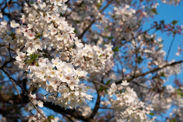 市川市の花の名所はここ！おすすめの「里見公園」と「須和田公園...の画像