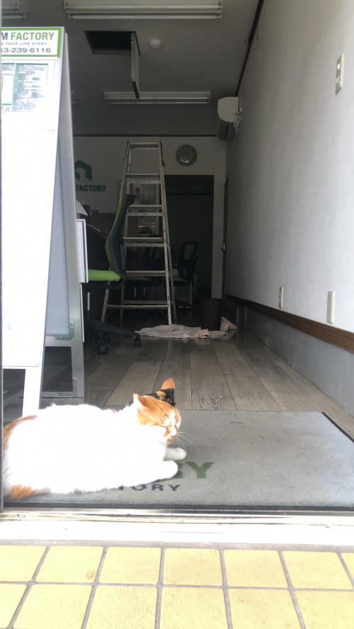 ☆看板猫☆の画像