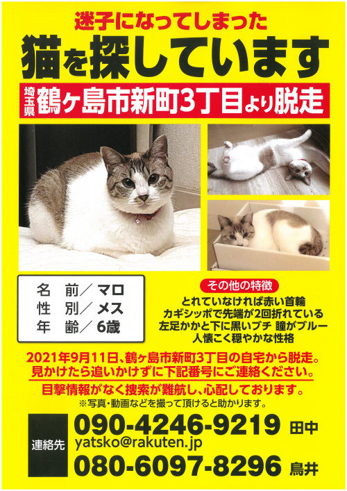 迷子猫探していますの画像