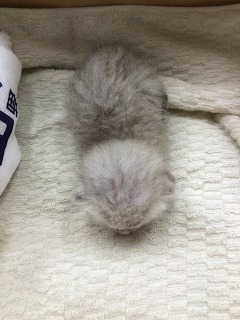 小さな命、成長してましたの画像