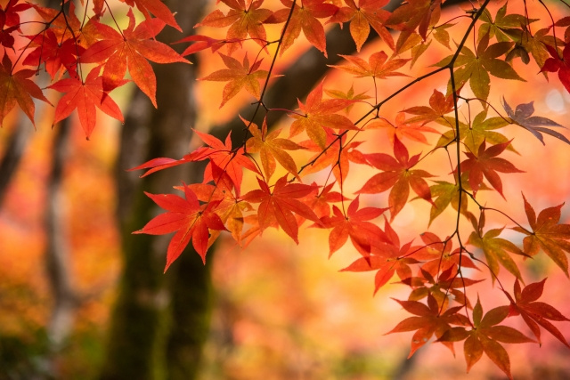 紅葉本格シーズン到来！明石市内のオススメ紅葉スポット☆の画像