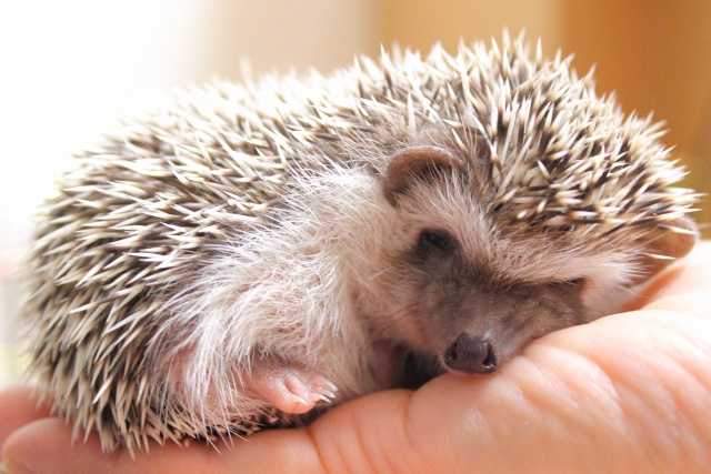 賃貸でペットを飼いたい方は必見！ハリネズミの魅力と注意点をご...の画像