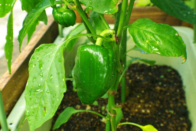 マイホームの庭で家庭菜園を楽しみたい！家庭菜園を作る際のコツ...の画像