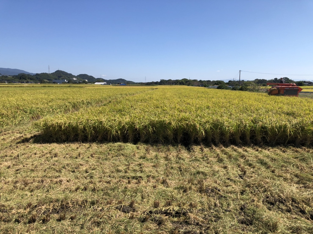 「稲刈り」の画像