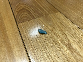 「拾って来ないで～」の画像