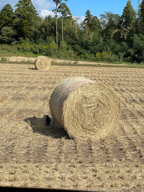 熊本の熱い夏は、一気に冬にの画像