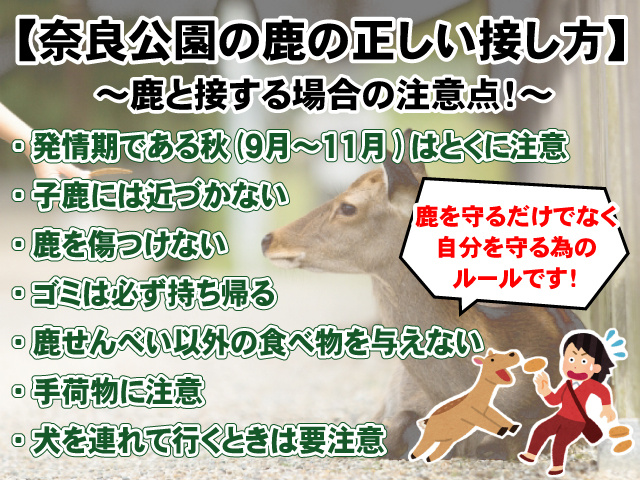 【奈良公園の鹿の正しい接し方とは？】注意点に気を付けて楽しもう！の画像