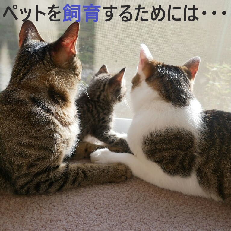 【ペット飼育可能物件】ペットを飼育するためには…の画像