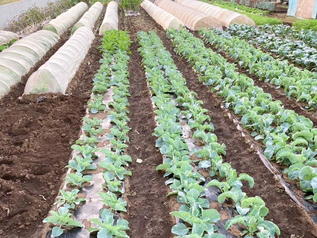 千葉県における生産緑地の2022年問題とは？の画像