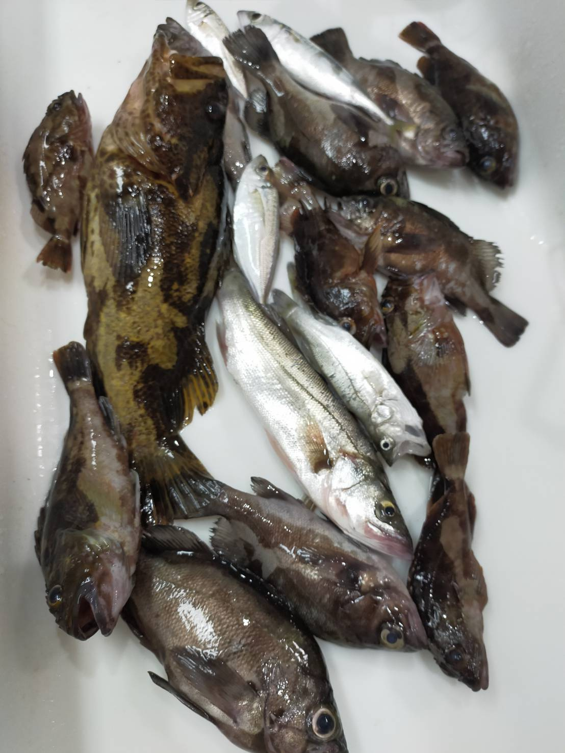 昨日の釣果の画像
