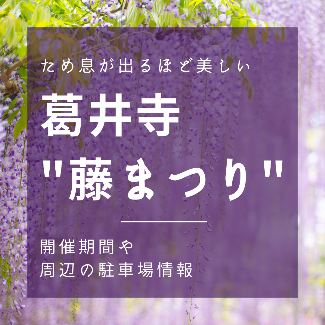 ため息が出るほど美しい葛井寺の「藤まつり」開催期間や駐車場情...の画像