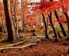 もう11月ですね～の画像