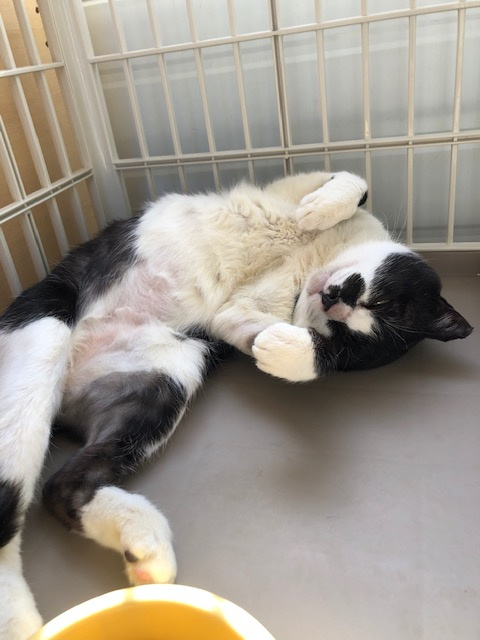 保護猫ちゃんその２の画像