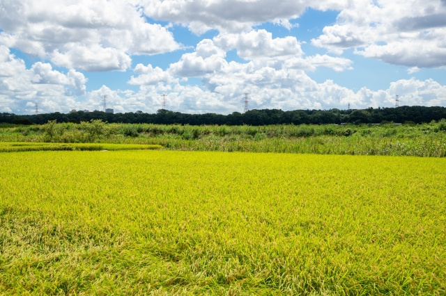 不動産の売却前に知りたい青地の基本や売り方について解説の画像